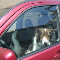 Pes v avtomobilu
