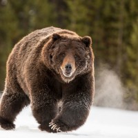 grizli-medved_wiki