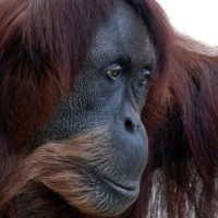puan, orangutanka