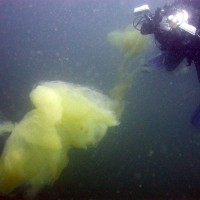 Podvodna fotografija pojava sluzenja morja