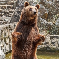 Medved se je v Sloveniji intenzivneje razplodil