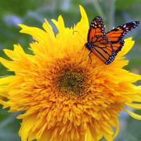 Monarch_butterfly_on_shaggy_sunflower