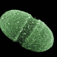 Enterococcus faecalis, bakterija