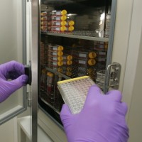 farmacevtska hladilna omara, virus, bakterija, zdravilo, laboratorij