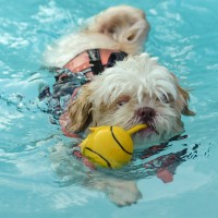 pes, plavanje