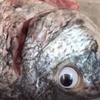 riba, plastično oko