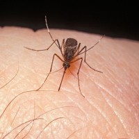 komar_virus zahodnega nila