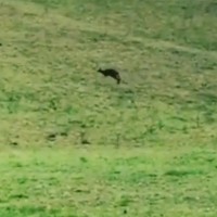 kenguru v avstriji