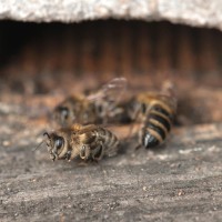 pomor čebel, mrtve čebele