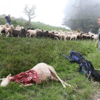 ovca, napad medveda, francoski pireneji