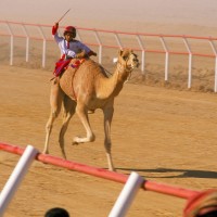 dirka, kamela