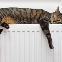 mačka na radiatorju