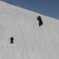 medved, plezanje