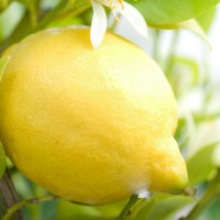 limona 1