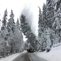 sneg, avstrija, padavine, drevo