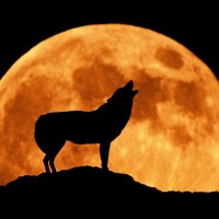 volk, luna, volčja luna, polna luna,