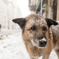 sneg, pes