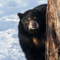 črni medved