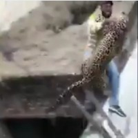 leopard, indija,