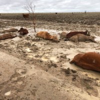 poplave, Townsville, govedo, krave