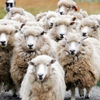 ovce (Wikipedia)