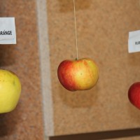slovenska jabolka visijo na nitki