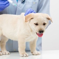 cepljenje psov