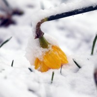 roža, sneg