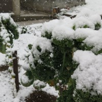 sneg, radlje na koroškem, 18.3.2018 1