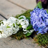 hiacinta, cvetovi