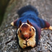 večbarvna veverica