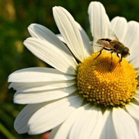 ivanjščica pixabay ox-eye-daisy-3576380_1920