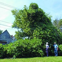 invazivne kudzu profimedia-0194763823