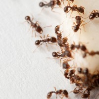 mravlje, hrana