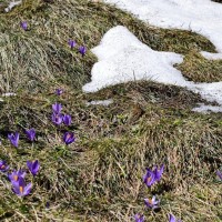 sneg, pomlad, pomladno cvetje