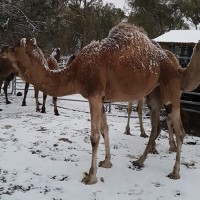 avstralija, sneg, kamela