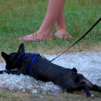 pes, vreme, vročinski val