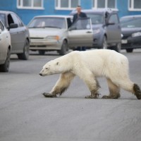 norilsk, severna medvedka, polarni medved,