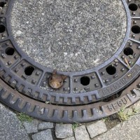 veverica, kanalizacijski jašek