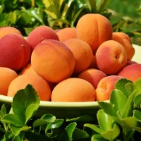 marelice, bodi zdrava apricots-1522680_1920