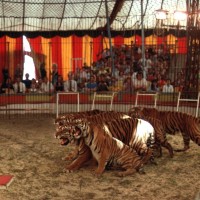tigri, cirkus
