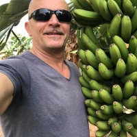 Dominik banane