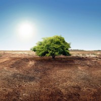 podnebne spremembe, drevo