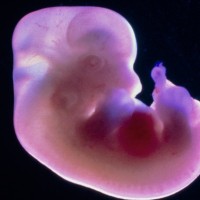 embrij, embrio, zarodek, podganji zarodek,