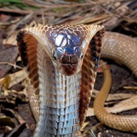Naja kaouthia, kobra