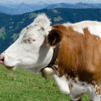 krava, kravji zvonec