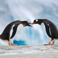 Oslovski pingvin