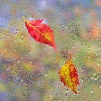 jesen, listje, padavine, dež