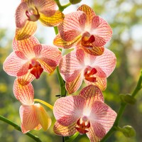 orhideja, cvetovi
