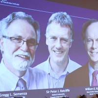 nobelova nagrada za medicino, William G. Kaelin, Gregg L. Semenza, Peter J